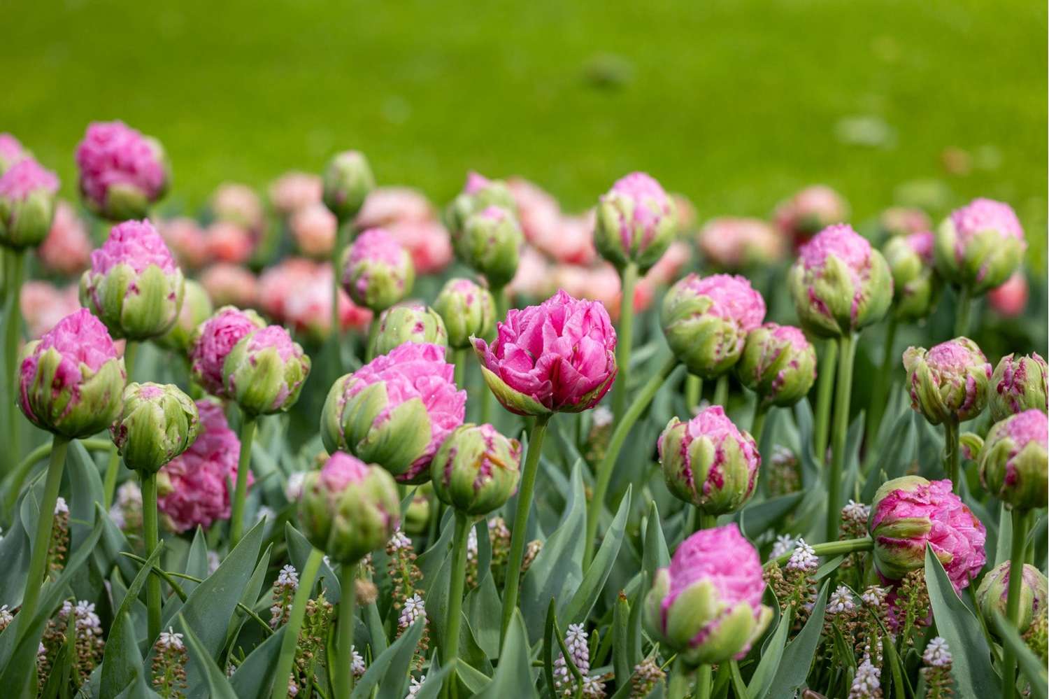 Tulpe 'Strawberry Cream' - Tulipaner